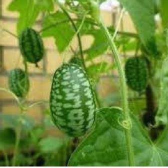 Hạt giống dưa hấu tí hon (dưa hấu mini)