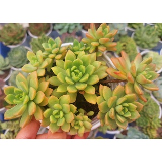 Sen đá Mặt Trời - Hư 1 đổi 1- Cây cảnh trang trí- HOA ĐÁ shop
