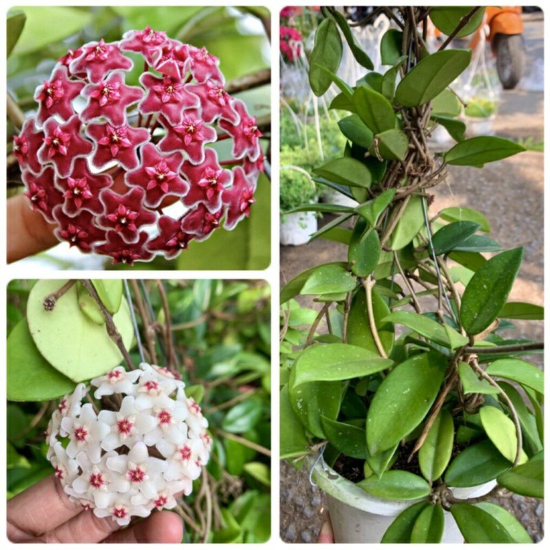 Lan Cẩm Cù size lớn đang hoa