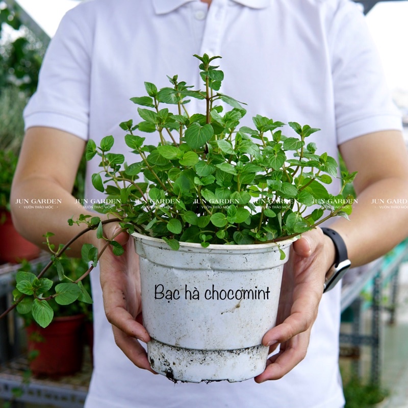 Cây Bạc Hà Chocomint JUN GARDEN Socola Mint