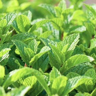 Dầu Gió Bạc Hà ( Hộp 2 chai)
