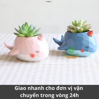 [ Quà Tặng Kèm ] chậu cây cá voi xanh