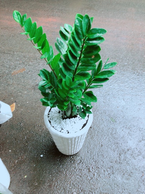 Chậu Kim Tiền  cao 80cm