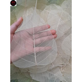 Xương lá bồ đề size to