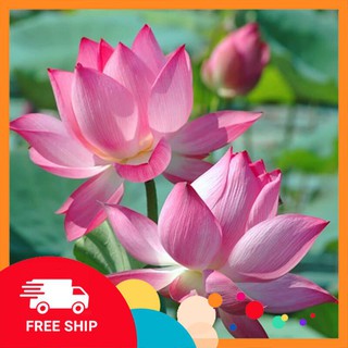 10 hạt giống sen ta khuyến mại trong ngay