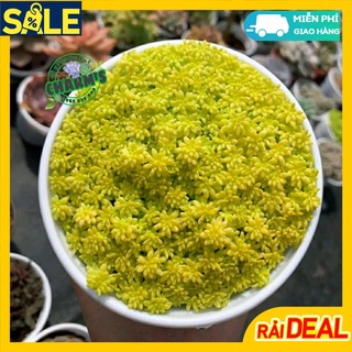 BỤI cây sen đá sedum vàng - giống dễ chăm sóc chỉ cần tưới nước để mát