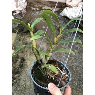 Lan Damry  nụ tết hoa thơm