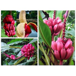 Cây giống Chuối Đỏ ( Chuối Dacca ) chuẩn giống 100%