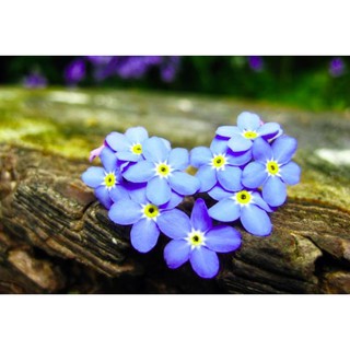 hạt giống các loại hoa tổng hợp 2