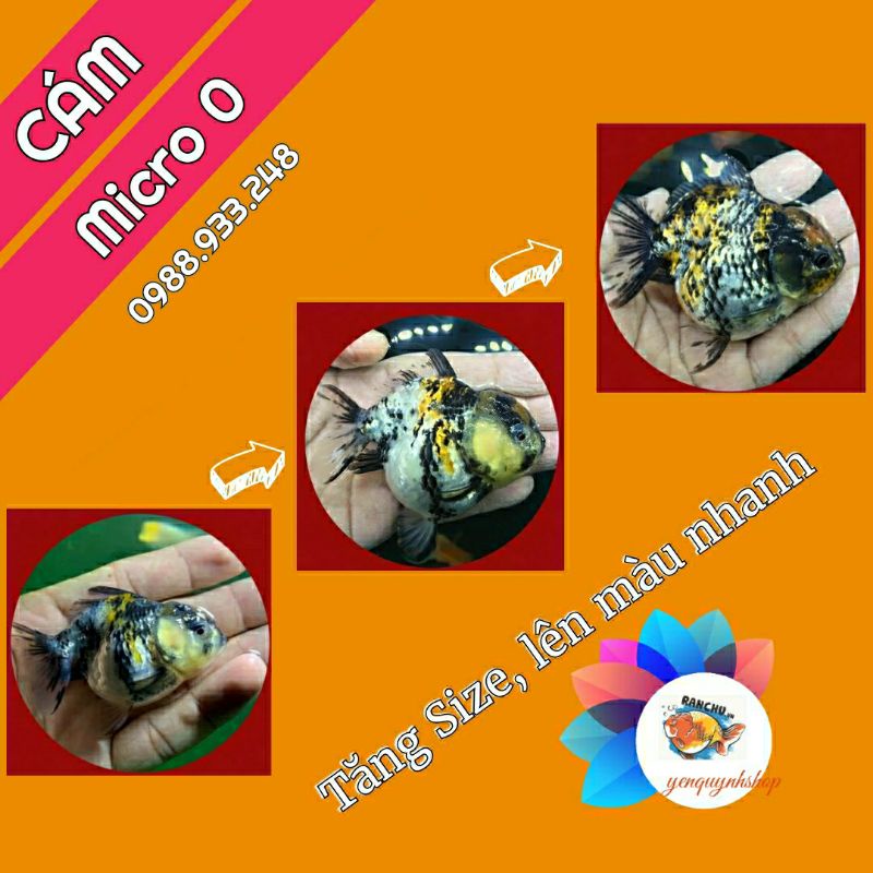 Cám MICRO 0 cho Cá Vàng, Guppy, Betta, Lươn|| Túi 1Kg