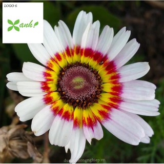 Hạt giống  hoa cúc chi mix 50 hạt