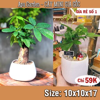 [RẺ VÔ ĐỊCH] Kim Ngân 1 gốc