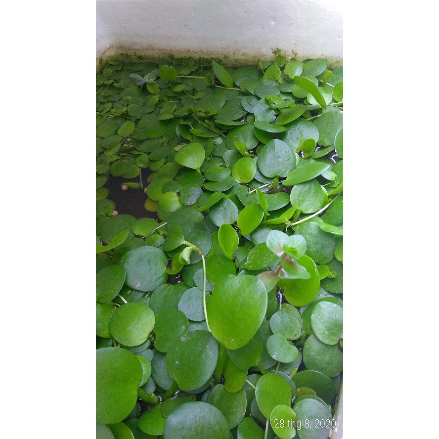 Bèo nhật - Cây thủy sinh