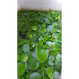 Bèo nhật - Cây thủy sinh (1 gói 10 đến 15 gốc)
