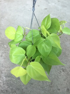 TRẦU BÀ TIM VÀNG GÁO DỪA