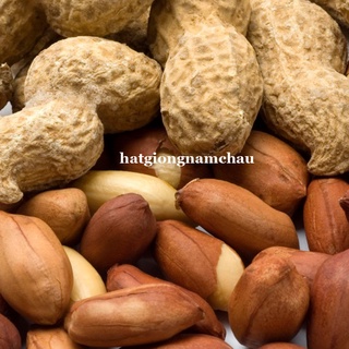 10 GRAM - HẠT GIỐNG ĐẬU PHỘNG