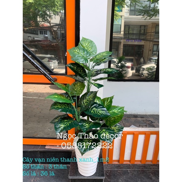 Cây vạn niên thanh xanh giả 1m2 - cây giả trang trí