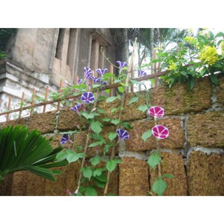 Hạt Giống Hoa Bìm Bìm Mix Nhiều Màu (5 - 7 Hạt) luckyseed hạt siêu rẻ