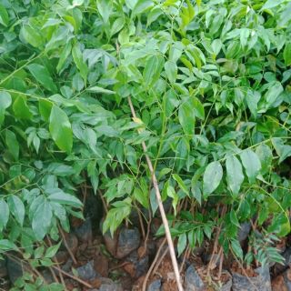 Cây  giống  lim xanh