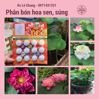 Phân bón hoa sen súng