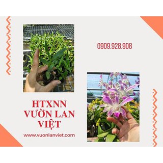 Cây giống lan Dendro 4N lai (Mã 4N)-không chuẩn mặt hoa