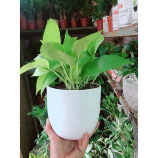 Chậu Cây Trầu Bà Thái