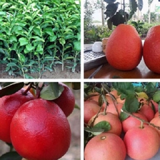 Cây bưởi đỏ - bưởi tiến vua ghép, cây to khỏe, cam kết giống chuẩn