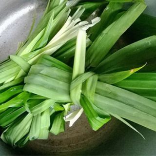 combo 5 cây lá dứa ( lá nếp ) link rễ trần