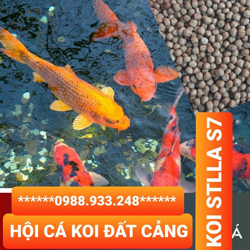 Cám Koi STELLA S7 dành cho cá Koi|1 Kg