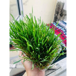 [Tân Phú] Cỏ mèo trồng sẵn/ cỏ lúa mạch trồng sẵn