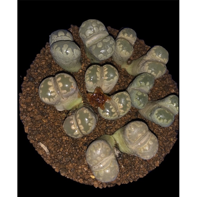 SEN ĐÁ THẠCH LAN, SEN MÔNG