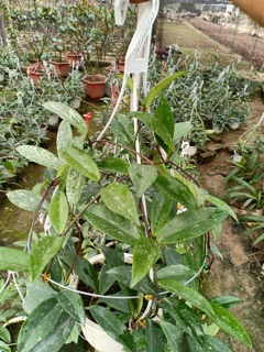 Lan ( cẩm cù bụi to)