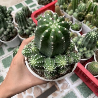 XƯƠNG RỒNG ECHINO TRUNG