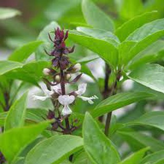 Hạt giống rau húng quế (2G)