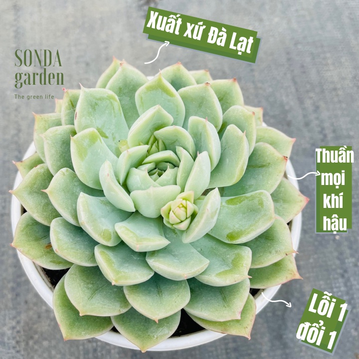 Sen đá liên đài trắng SONDA GARDEN size trung bình 10-12cm, xuất xứ Đà Lạt, khoẻ đẹp, lỗi 1 đổi 1