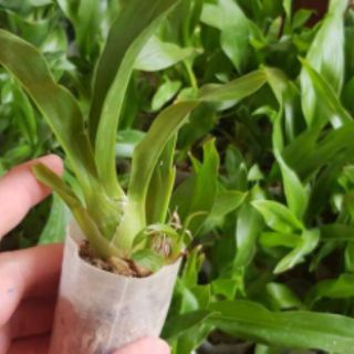 VŨ NỮ HOÀNG HẬU CÂY GIỐNG