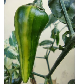 Hạt giống ớt Fish Pepper (Variegated)