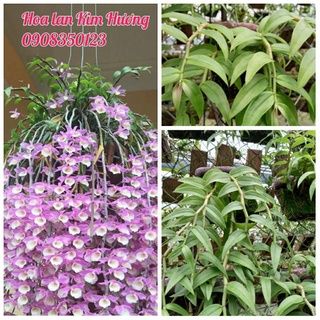 Phong lan hạc vỹ thiên cung lữ bố bảng gỗ