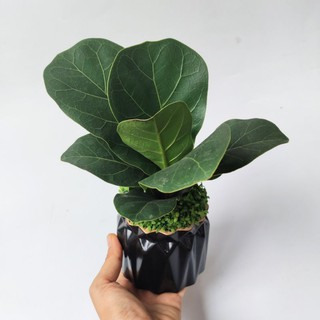 Cây Bàng Sing Mini Để Bàn Y Hình, Trang Trí Nội Thất
