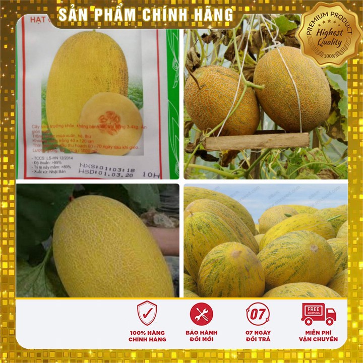 HẠT GIỐNG DƯA LƯỚI VÀNG - 10 HẠT