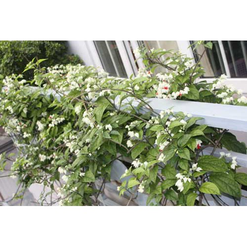 Cây dây leo hoa Ngọc Nữ hoa màu trắng - Chiều cao 30-40cm - Trang Flower