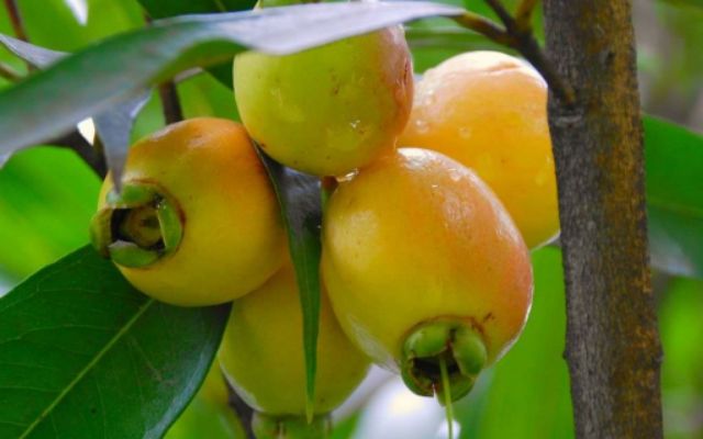 Chậu cây mận Lý chiết mau trái