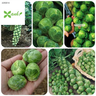 Hạt giống Bắp cải xanh tí hon