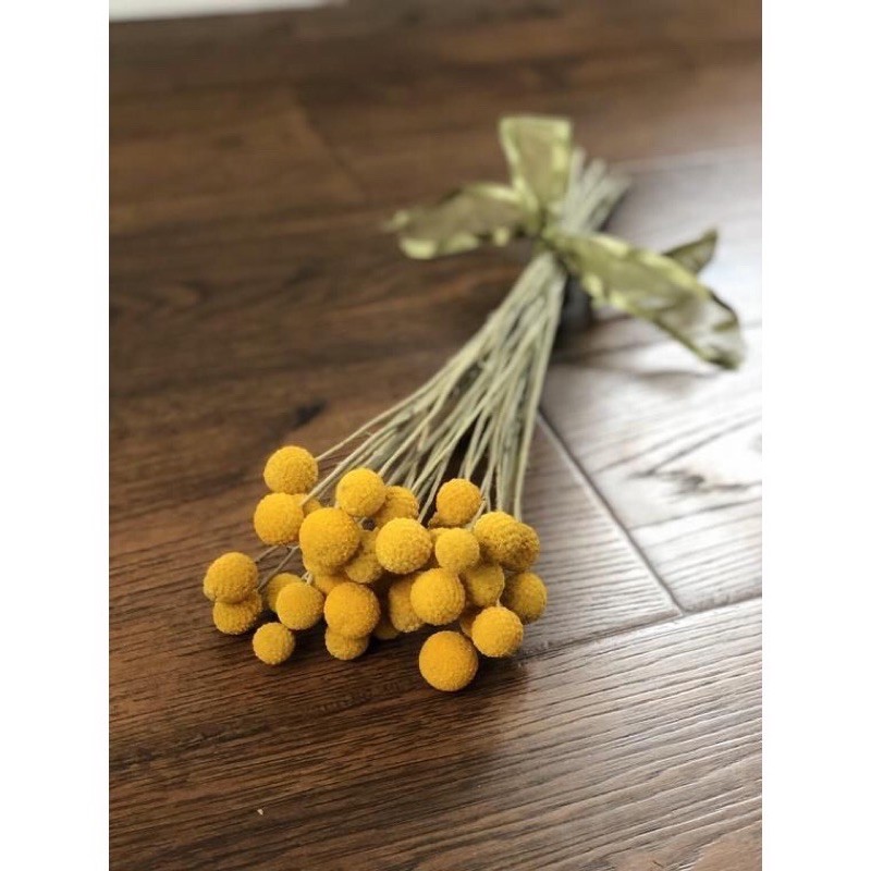 Cúc nút áo vàng Billy Ball - hoa khô decor phòng