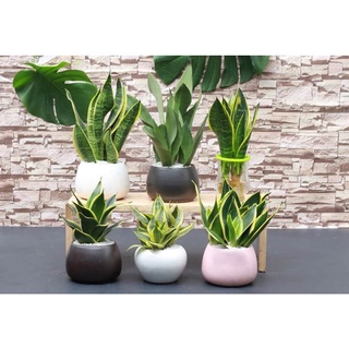 Cây cảnh văn phòng cây lưỡi hổ, nha đam, phát tài