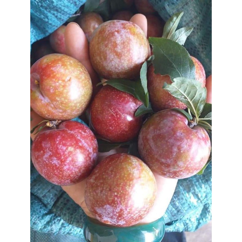 mận Hậu Mộc Châu hàng ari hộp 1kg( giao liền 1h)