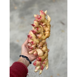 Mứt gừng dẻo KIM LONG Huế [Túi giấy 430gr]