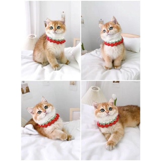 Handmade pet fashion ( mũ- khăn bằng len cho thú cưng )