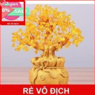 Cây tiền vàng cao 18cm