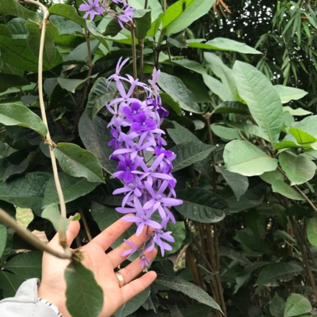 Cây mai xanh Thái lan chuẩn giống chỉ 200k cao chừng 70-90cm